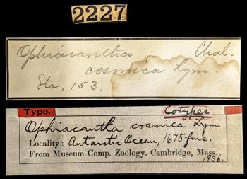 Media type: image;   Invertebrate Zoology OPH-1936 Aspect: labels